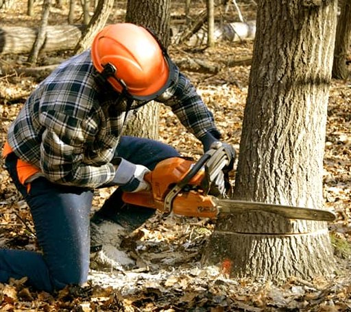 Tree Removal in Humphrey, AR